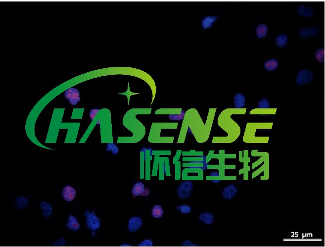 Tunnel檢測(cè)細(xì)胞凋亡